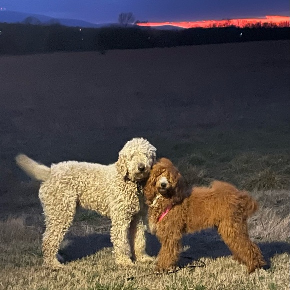 Meet Buddy and Annie❤️❤️❤️ - Picture 2 of 2